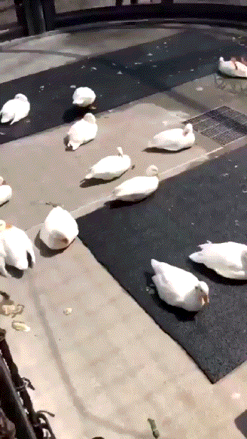 Acid Gifdump, April 3 (25 gifs)
