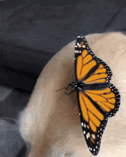 Acid Gifdump, April 3 (25 gifs)