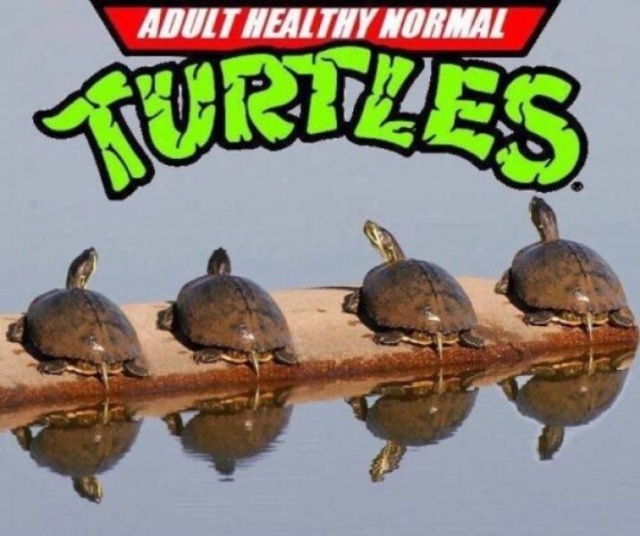 This Is Funny (45 pics)