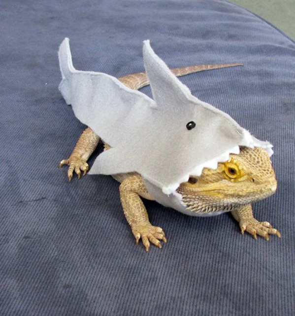 Lizard Costumes (20 pics)