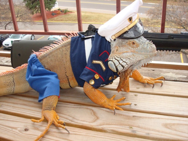 adult lizard costume