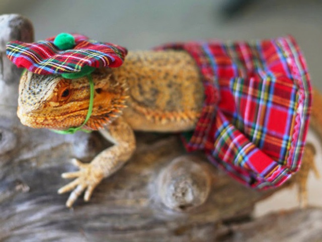 Lizard Costumes (20 pics)