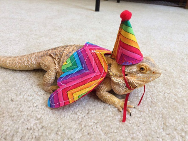Lizard Costumes (20 pics)