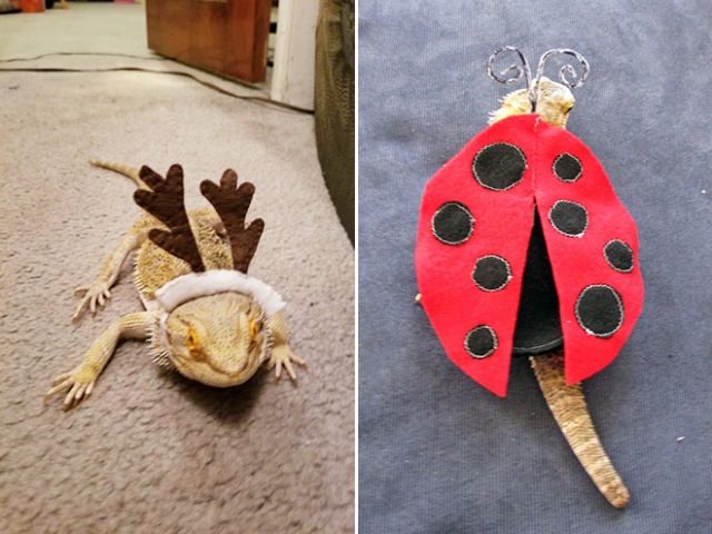 Lizard Costumes (20 pics)