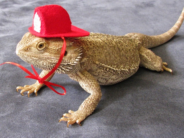 Lizard Costumes (20 pics)