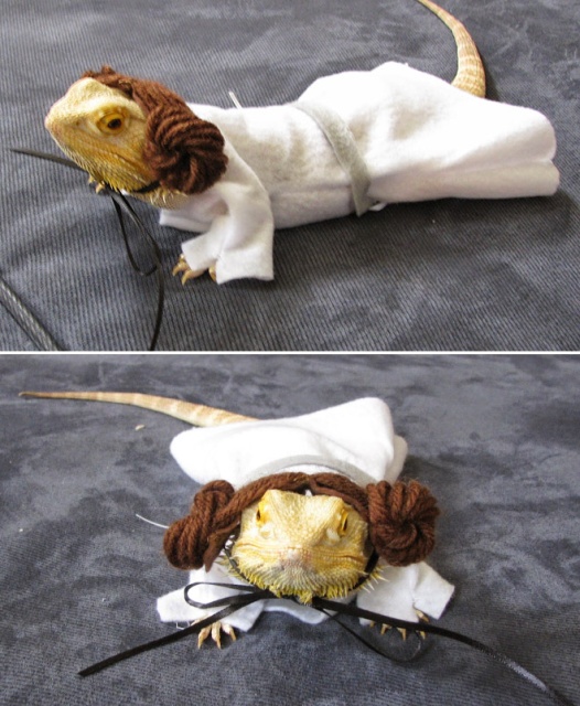 Lizard Costumes (20 pics)