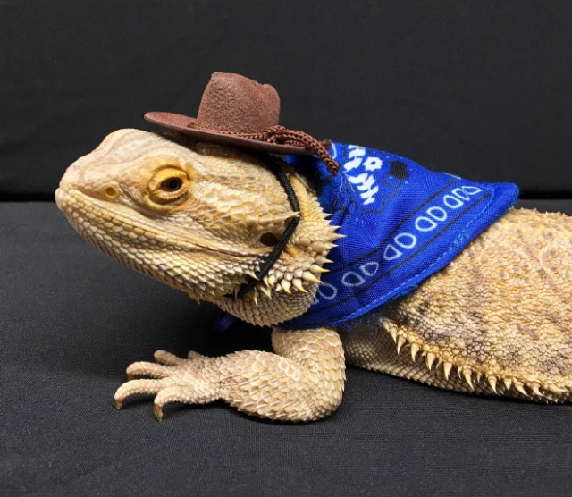 Lizard Costumes (20 pics)