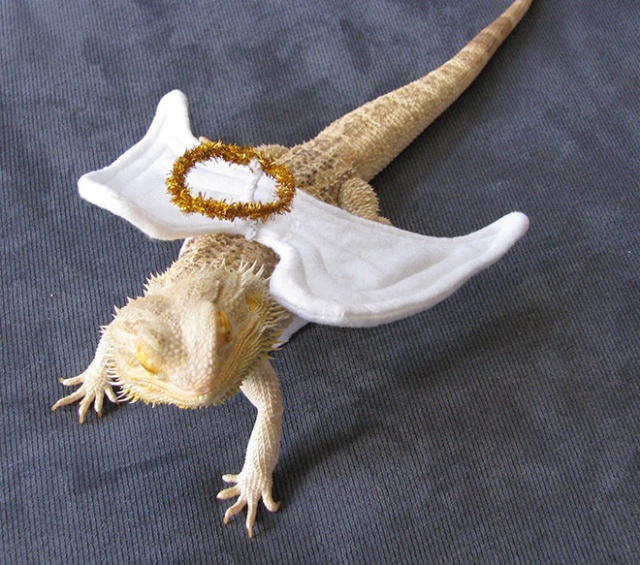 Lizard Costumes (20 pics)