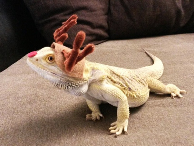 Lizard Costumes (20 pics)