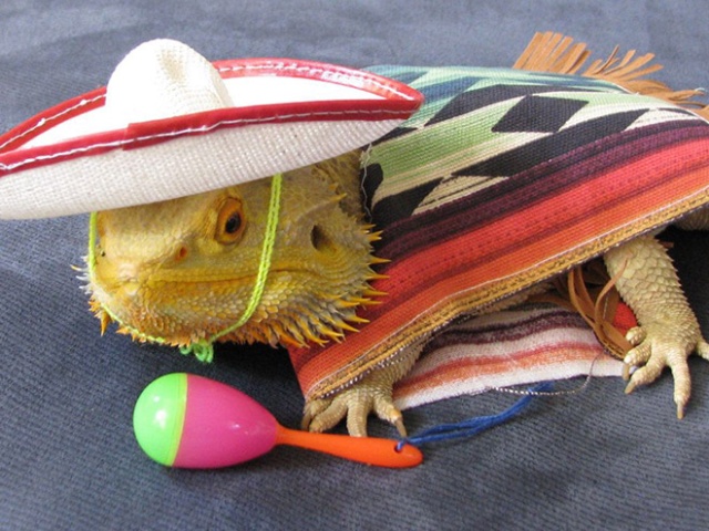 Lizard Costumes (20 pics)