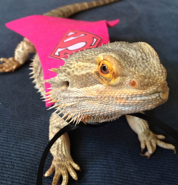 Lizard Costumes (20 pics)