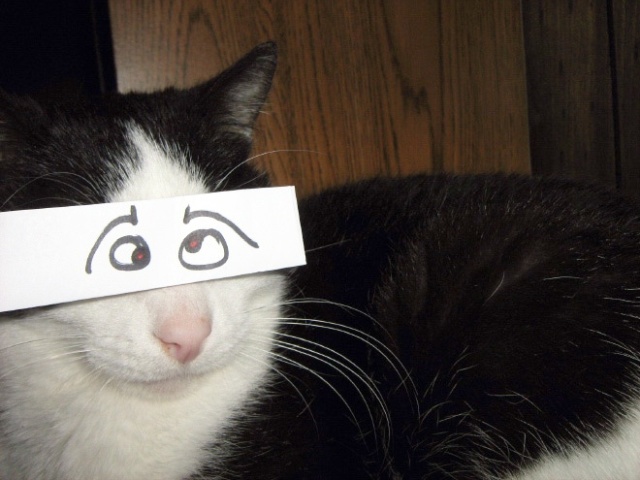 Cats With Cartoon Eyes And Mouths (20 pics)