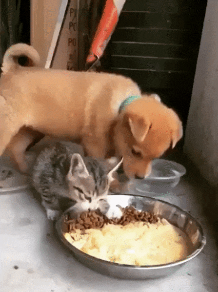 Acid Gifdump, April 4 (25 gifs)