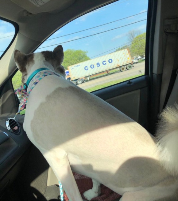 Husky Gets Haircut (5 pics)