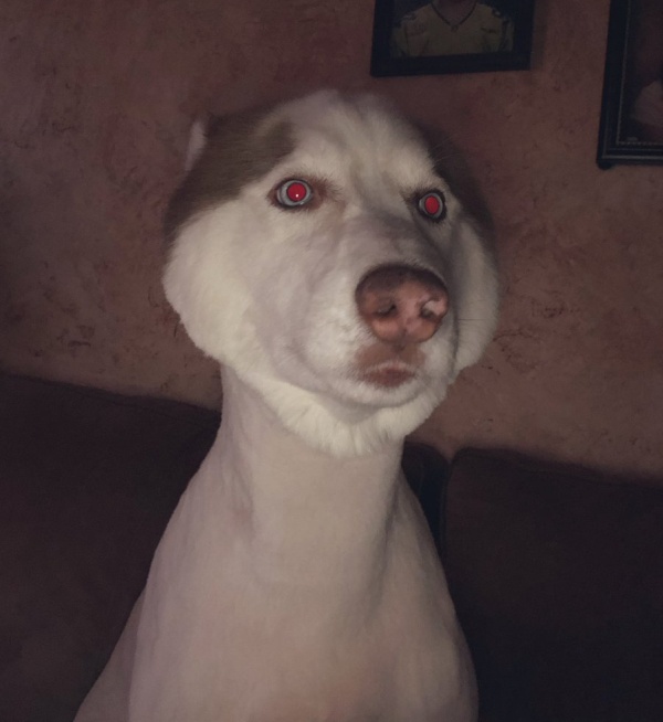 Husky Gets Haircut (5 pics)