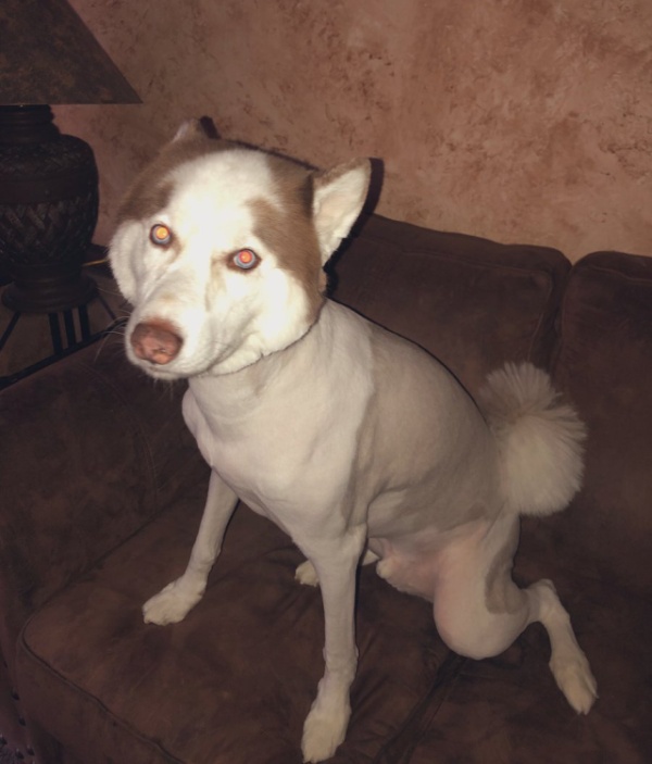 Husky Gets Haircut (5 pics)