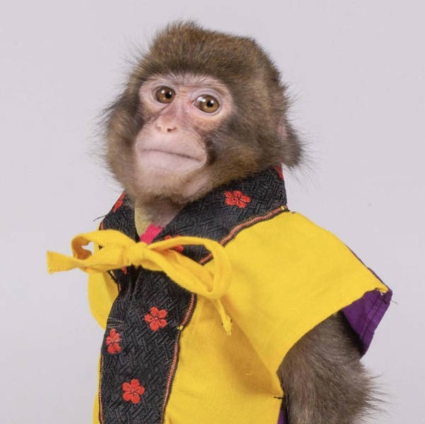 Monkey Looks Like A Journalist (27 pics)