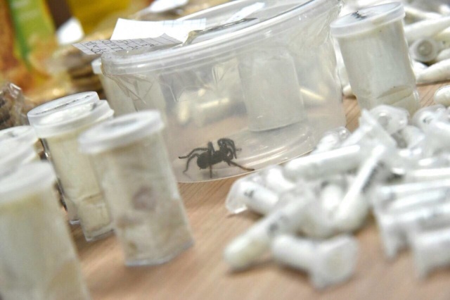Philippines Seizes 757 Tarantulas From Poland (7 pics)