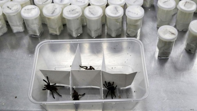 Philippines Seizes 757 Tarantulas From Poland (7 pics)