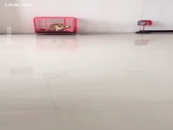 Guilty As Charge
