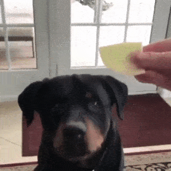 Animals Behave Like Humans (17 gifs)