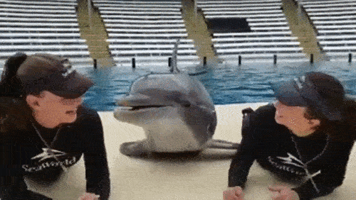 Animals Behave Like Humans (17 gifs)