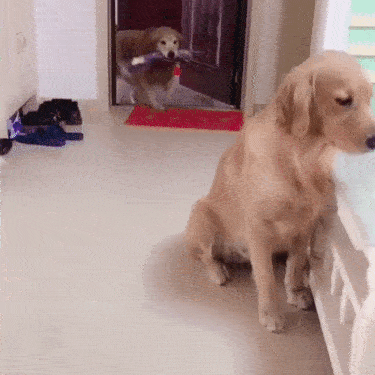 Animals Behave Like Humans (17 gifs)