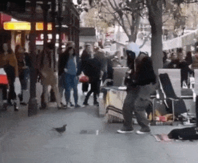 Animals Behave Like Humans (17 gifs)