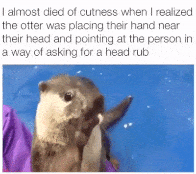 Animals Behave Like Humans (17 gifs)