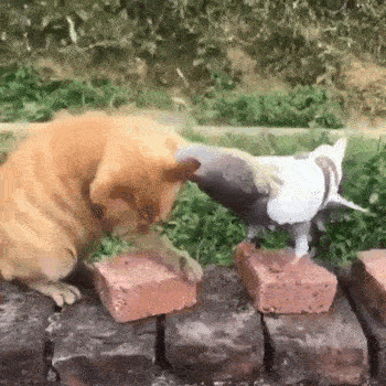 Animals Behave Like Humans (17 gifs)