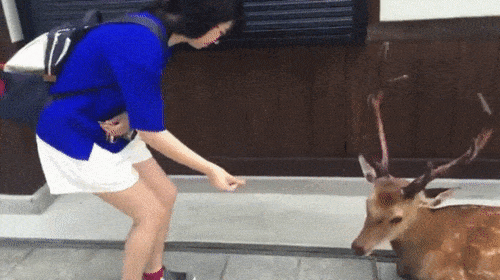 Animals Behave Like Humans (17 gifs)