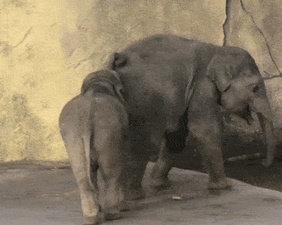 Animals Behave Like Humans (17 gifs)