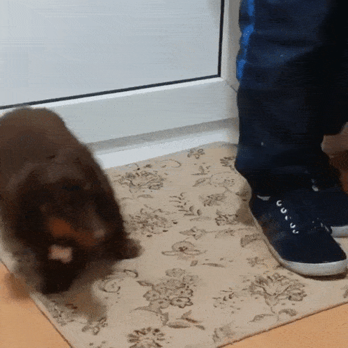 Animals Behave Like Humans (17 gifs)