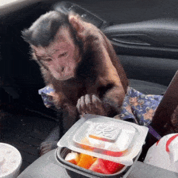 Animals Behave Like Humans (17 gifs)