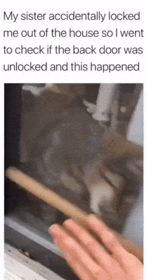 Animals Behave Like Humans (17 gifs)