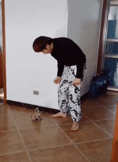 Animals Behave Like Humans (17 gifs)