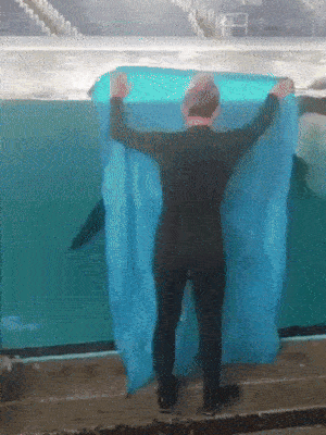 Animals Behave Like Humans (17 gifs)