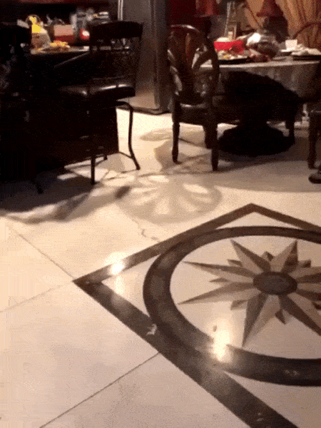 Animals Behave Like Humans (17 gifs)