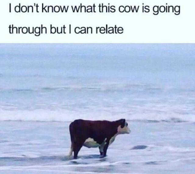 So True (53 pics)