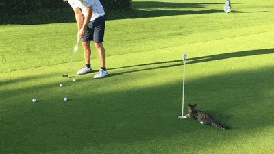 Acid Gifdump, April 8 (25 gifs)