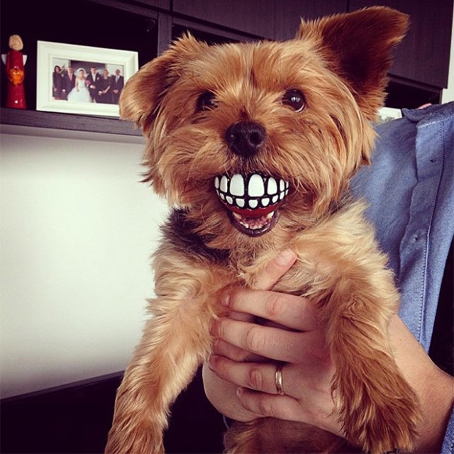 Teeth Ball Is A Very Funny Dog Toy (20 pics)
