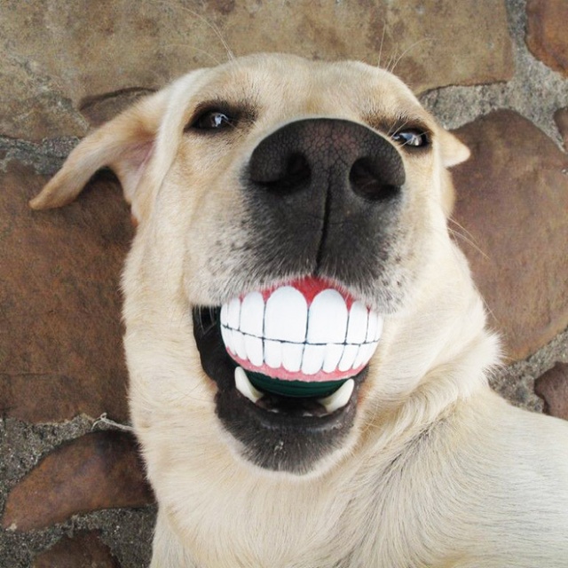 Teeth Ball Is A Very Funny Dog Toy (20 pics)