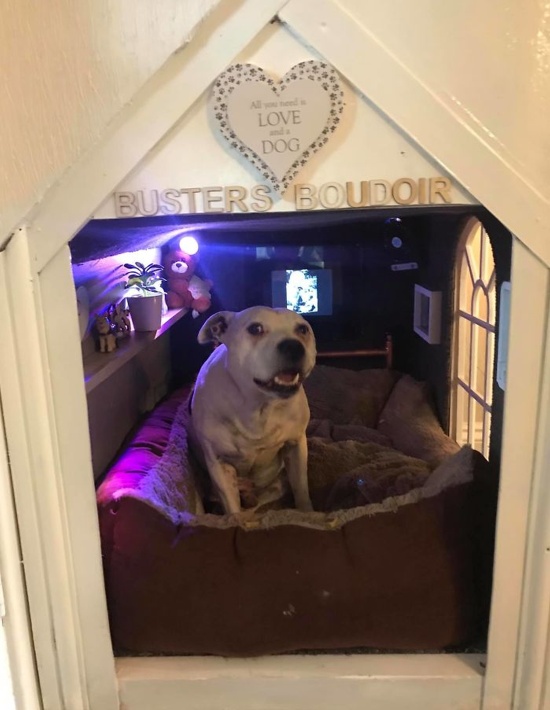 DIY Dog House (14 pics)