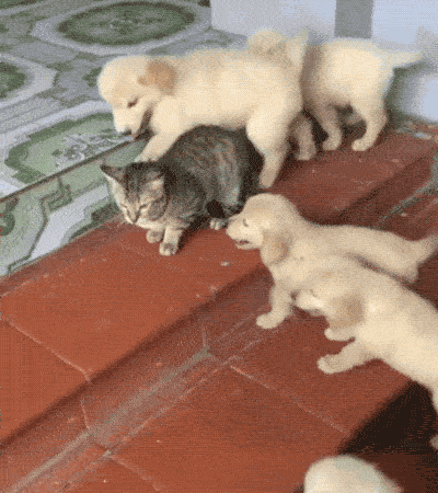 Selection Of Fails (17 gifs)