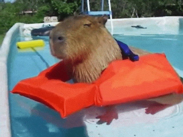 Curious Capybaras Exploring The World