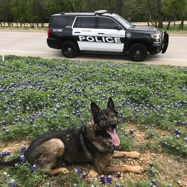 Texas Police In A New Bluebonnet Challenge (28 pics)