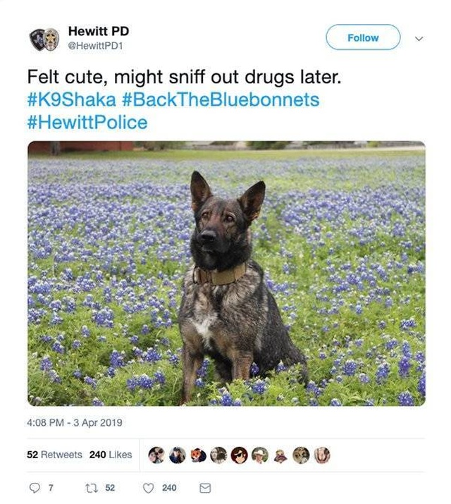 Texas Police In A New Bluebonnet Challenge (28 pics)