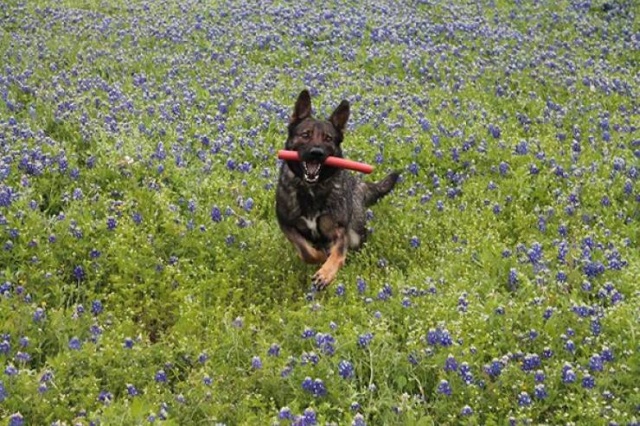 Texas Police In A New Bluebonnet Challenge (28 pics)