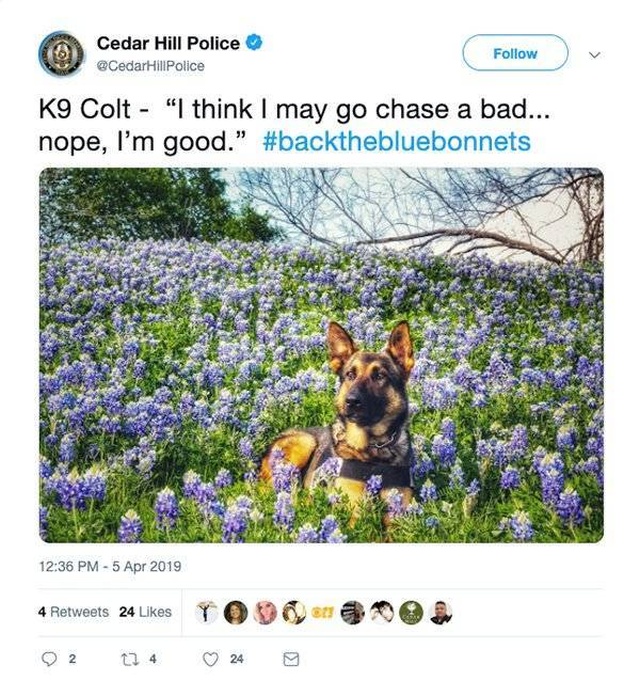 Texas Police In A New Bluebonnet Challenge (28 pics)