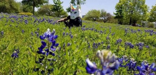 Texas Police In A New Bluebonnet Challenge (28 pics)